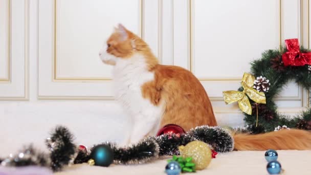 Hermoso Gato Jengibre Entre Decoración Navidad Gato Interior Año Nuevo — Vídeo de stock