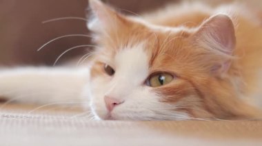Kedi dikkatlice bir şeyi izliyor, yakından. Anlamlı gözleri olan güzel bir kedinin ağızlık sesi. Kanepede kızıl bir kedi yatıyor.