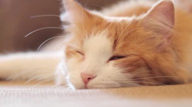 Uykulu bir kedi bir şey izliyor. Kızıl kedi, yakın plan namlu ağzı, hafif odaklanma. Sıcak atmosfer ve evcil hayvan, şekerleme zamanı. Uyuyan kedi.
