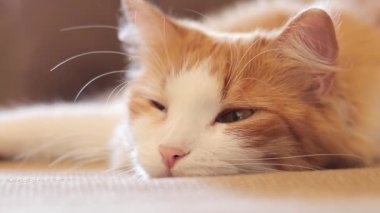 Uykulu bir kedi bir şey izliyor. Kızıl kedi, yakın plan namlu ağzı, hafif odaklanma. Sıcak atmosfer ve evcil hayvan, şekerleme zamanı. Uyuyan kedi.