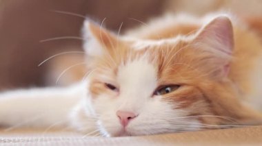Uykulu bir kedi bir şey izliyor. Kızıl kedi, yakın plan namlu ağzı, hafif odaklanma. Sıcak atmosfer ve evcil hayvan, şekerleme zamanı. Uyuyan kedi.