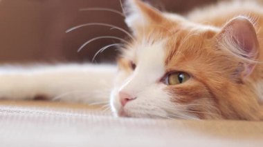 Uykulu bir kedi bir şey izliyor. Kızıl kedi, yakın plan namlu ağzı, hafif odaklanma. Sıcak atmosfer ve evcil hayvan, şekerleme zamanı. Uyuyan kedi.