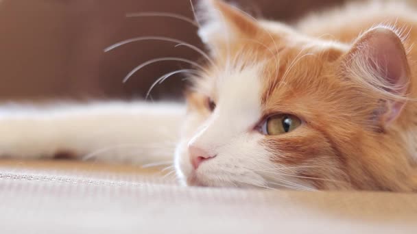 Sömnig Katt Tittar Nåt Ingefära Närbild Mjukt Fokus Mysig Atmosfär — Stockvideo