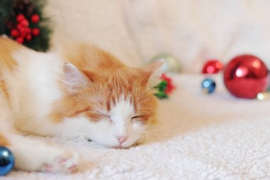 Kedi, Noel dekorunun arasındaki kanepede tatlı tatlı uyuyor. Uyuyan bir kedinin yüzüne yakın çekim. Sağlıklı uyku konsepti. Sıcak, sade bir ortam ve bir evcil hayvan.