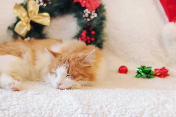 Cat sleeps sweetly on the sofa among the Christmas decor. Close-up of a sleeping cat\'s face. Healthy sleep concept. Cozy homely festive atmosphere and a pet