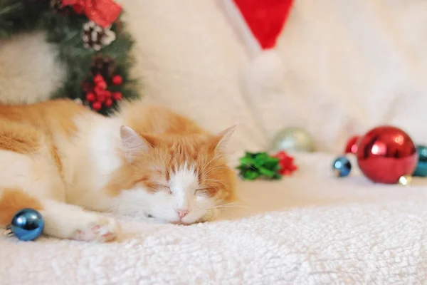 A white and red cat sleeps sweetly on the sofa among the Christmas decor. Close-up of a sleeping cat\'s face. Healthy sleep concept. Cozy homely festive atmosphere and a pet