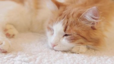 Beyaz-kırmızı bir kedi kanepede tatlı tatlı uyur. Uyuyan bir kedinin yüzüne yakın çekim. Sağlıklı uyku kavramı, evde rahat bir atmosfer.