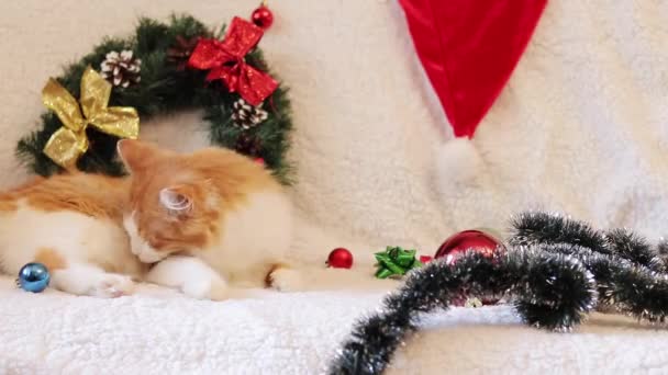 Кіт Лежить Дивані Білою Ковдрою Різдвяній Атмосфері Кіт Новий Рік — стокове відео