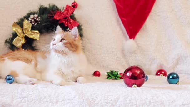Gato Jaz Sofá Com Cobertor Branco Uma Atmosfera Natal Gato — Vídeo de Stock
