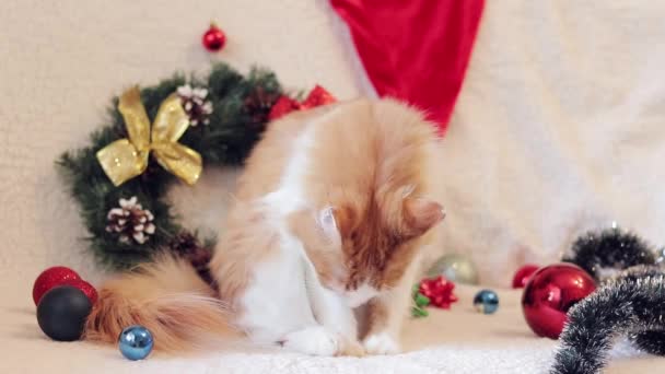 ジンジャーキャットはクリスマスの装飾の中で彼女の毛皮をライセンスします 新年のインテリアで猫 居心地の良いお祭りの雰囲気とペット カーペットのクリスマスの装飾 — ストック動画