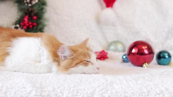 白と赤の猫はクリスマスの装飾の中でソファーで甘く眠ります 眠っている猫の顔のクローズアップ 健康的な睡眠のコンセプト 居心地の良いお祭りの雰囲気とペット — ストック動画