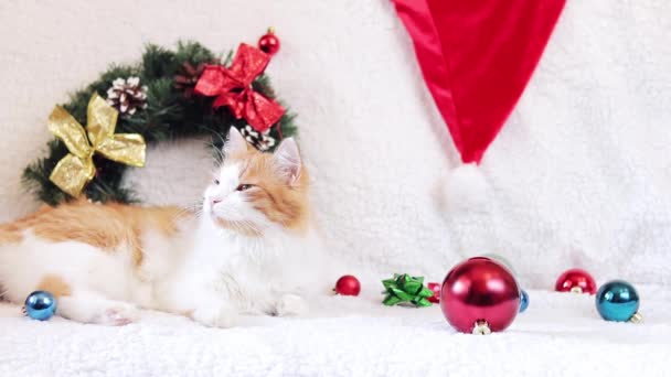 Gato Encuentra Sofá Con Una Manta Blanca Ambiente Navideño Cat — Vídeo de stock