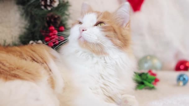 Kot Leży Kanapie Białym Kocem Świątecznej Atmosferze Kot Nowy Rok — Wideo stockowe