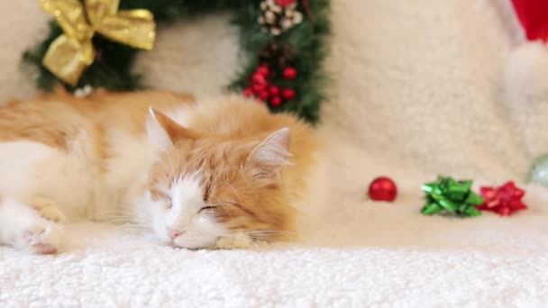 Biało Czerwony Kot Śpi Słodko Kanapie Wśród Świątecznego Wystroju Zbliżenie — Wideo stockowe