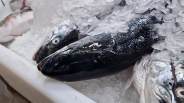 Taze balık buz parçalarının üzerinde, yakın plan. Dükkandaki soğutmalı tezgahta balık. Süpermarket. Deniz ürünleri.