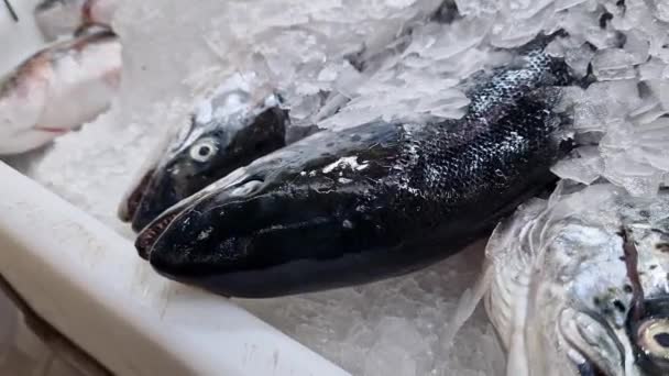 Świeże Ryby Leżą Lodowych Frytkach Bliska Ryby Lodówce Sklepie Supermarkecie — Wideo stockowe