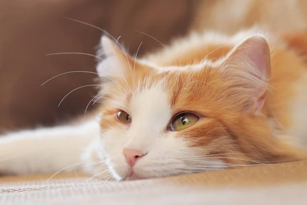 A sleepy cat is watching something. Ginger cat, close-up muzzle, soft focus. Cozy atmosphere and pet, nap time. Sleeping cat