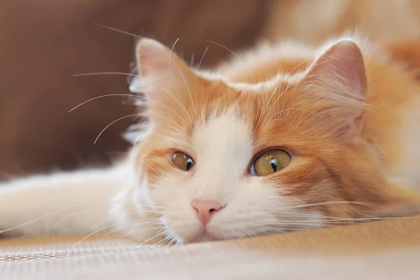 Katten Tittar Noga Framför Honom Närbild Munstycket Vacker Katt Med — Stockfoto