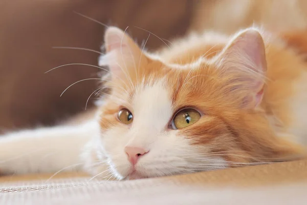 Katten Tittar Noga Något Närbild Munstycket Vacker Katt Med Uttrycksfulla — Stockfoto