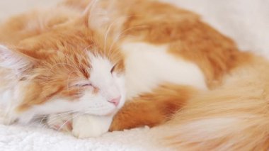 Kedi kanepede tatlı tatlı uyur. Uyuyan bir kedinin yüzüne yakın çekim. Sağlıklı uyku kavramı, evde rahat bir atmosfer.