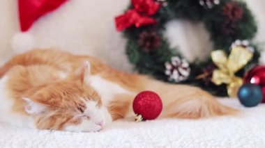 Kızıl kedi Noel dekorunun arasında kanepede tatlı tatlı uyur. Uyuyan bir kediye yakın çekim. Sağlıklı uyku konsepti. Sıcak, sade bir ortam ve bir evcil hayvan.
