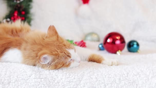 Τζίντζερ Γάτα Κοιμάται Γλυκά Στον Καναπέ Μεταξύ Των Χριστουγέννων Διακόσμηση — Αρχείο Βίντεο