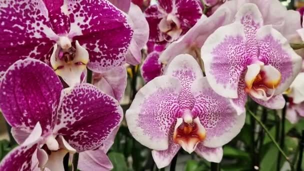 Orchidee Kwiaty Sklepie Zbliżenia Wiele Różnych Kolorów Storczyków Różowymi Plamkami — Wideo stockowe