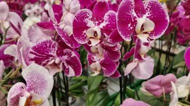 Kyiv, Ukrayna - 15 Eylül 2023: Yakın plan bir mağazada orkide çiçekleri. Pembe benekli birçok farklı orkide rengi var. Bir alışveriş merkezinde çiçek satmak. Çiçek arka planı