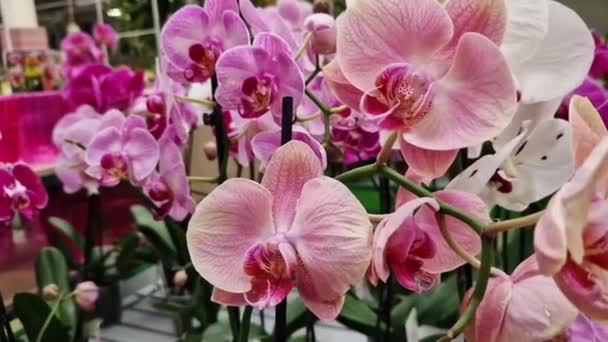 Flores Orquídea Close Loja Muitas Cores Diferentes Orquídeas Com Manchas — Vídeo de Stock