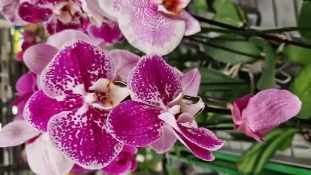 店内のオーキッド花が閉まっています 多くの異なる白とピンクの蘭の花 ショッピングセンターで花を売る フローラルバックグラウンド — ストック動画