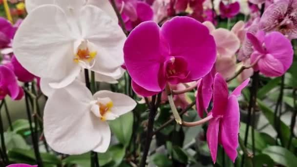 Flores Orquídea Close Loja Muitas Flores Diferentes Orquídea Branca Rosa — Vídeo de Stock