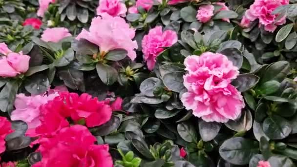 Nahaufnahme Von Azaleen Blüten Einem Geschäft Viele Verschiedene Rosa Und — Stockvideo