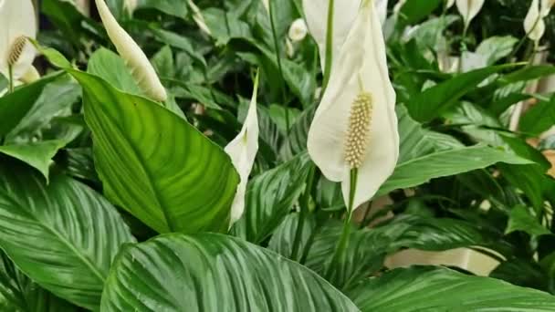 Prachtige Bloem Van Sierplant Spathiphyllum Witte Bloemen Tegen Een Achtergrond — Stockvideo