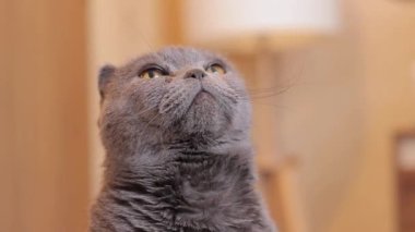 Bir İngiliz cins kedinin yüzüne yakın çekim. Kedi bir ikram için bekliyor. Gri safkan bir kedi dikkatlice yukarı bakar ve yiyecek bekler.