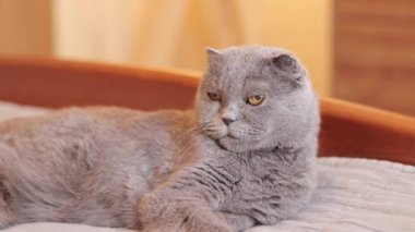 Güzel gri bir kedi yatakta dinleniyor. İngiliz kedisi yakın plan. Kanepede bakımlı bir evcil hayvan yatıyor. Sıcak bir atmosferde yaşlı İngiliz kedisi