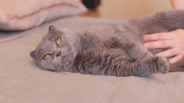 Bir kadının eli evcil bir kediyi okşar. Yatakta bir İngiliz cins kedi yatıyor. Şefkatli ellerde bir evcil hayvan, rahat bir atmosfer. Güzel gri bir kedi yatakta dinleniyor.