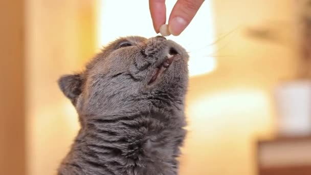 Britská Kočka Majitel Dává Lahodné Vitamíny Domácí Kočce Šedá Kočka — Stock video