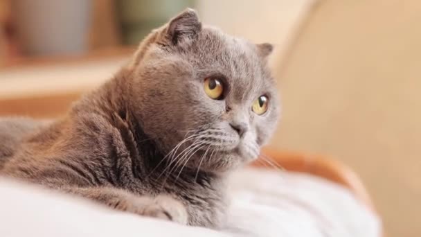 Nahaufnahme Des Gesichts Einer Britischen Katze Die Katze Beobachtet Etwas — Stockvideo