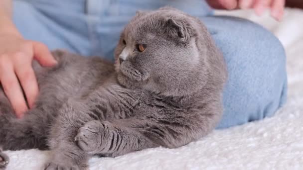 Gato Raza Británica Dueño Acaricia Gato Doméstico Gris Con Mano — Vídeo de stock