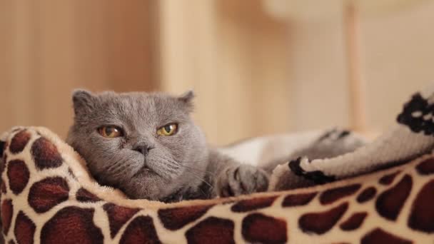 고양이는 침대에 누워있다 동물을위한 오래된 고양이 클로즈업 순수한 고양이는 그녀의 — 비디오