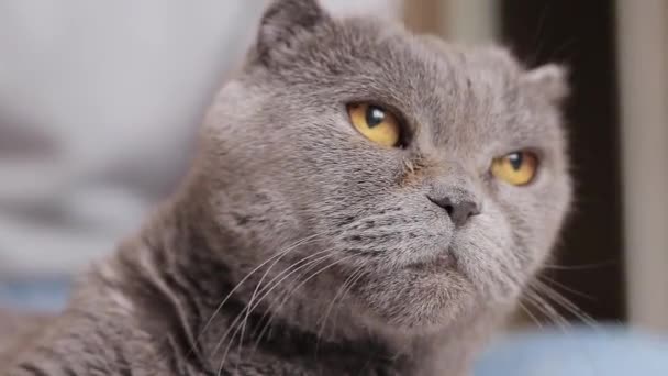 Крупним Планом Обличчя Британської Породи Котів Кіт Щось Спостерігає Сірий — стокове відео