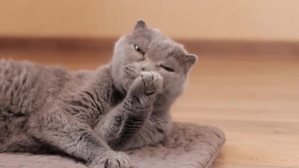 Brytyjski Kot Liże Swoje Futro Łapie Brytyjski Kot Bliska Zadbany — Wideo stockowe