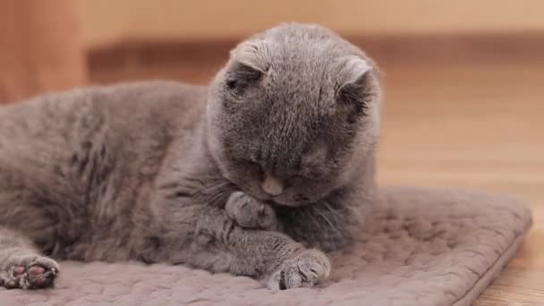 英国品种的猫在爪子上舔毛皮 英国猫特写 整洁的宠物 一只纯正的家猫照顾着它的毛皮 — 图库视频影像