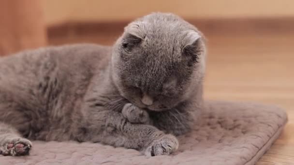 Gato Raza Británica Lame Piel Pata Primer Plano Del Gato — Vídeo de stock