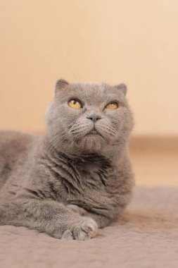 İngiliz kedisi yatağında yatıyor. Evcil hayvanlar için eşyalar. Kedi yukarı bakar, ağızlığını yakın plan çeker. Gri safkan bir kedi yatağında dinleniyor. Boşluğu kopyala