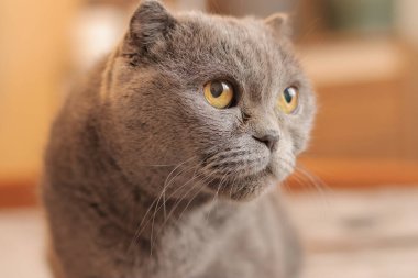 Bir İngiliz cins kedinin yüzüne yakın çekim. Kedi bir şey izliyor. Gri safkan bir kedi dikkatle bir yerlere bakar. Evcil hayvan
