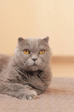 İngiliz kedisi yatağında yatıyor. Evcil hayvanlar için eşyalar. Kedi kameraya bakar, namlusunu kapatır. Gri safkan bir kedi yatağında dinleniyor. Boşluğu kopyala