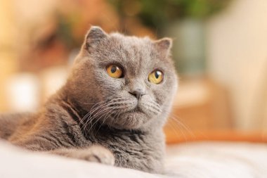 Bir İngiliz cins kedinin yüzüne yakın çekim. Kedi bir şey izliyor. Gri safkan bir kedi dikkatle bir yerlere bakar. Evcil hayvan