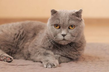 Güzel gri bir kedi yerde bir halının üzerinde dinleniyor. İngiliz kedisi yakın plan. İyi bakımlı bir evcil hayvan yatağında yatar. Sıcak bir atmosferde yaşlı İngiliz kedisi