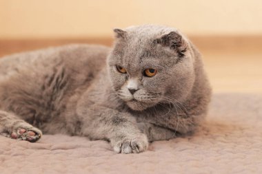 Güzel gri bir kedi yerde bir halının üzerinde dinleniyor. İngiliz kedisi yakın plan. İyi bakımlı bir evcil hayvan yatağında yatar. Sıcak bir atmosferde yaşlı İngiliz kedisi